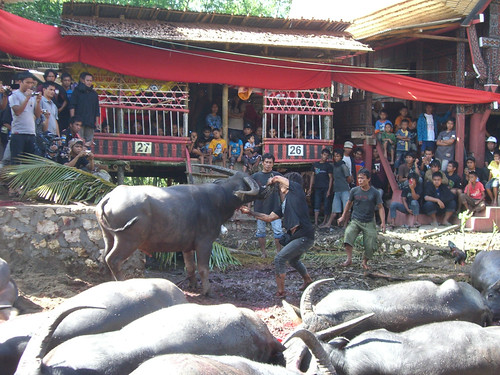 Cutting buffalo's throat at the funeral's sacrifice ©  S Z