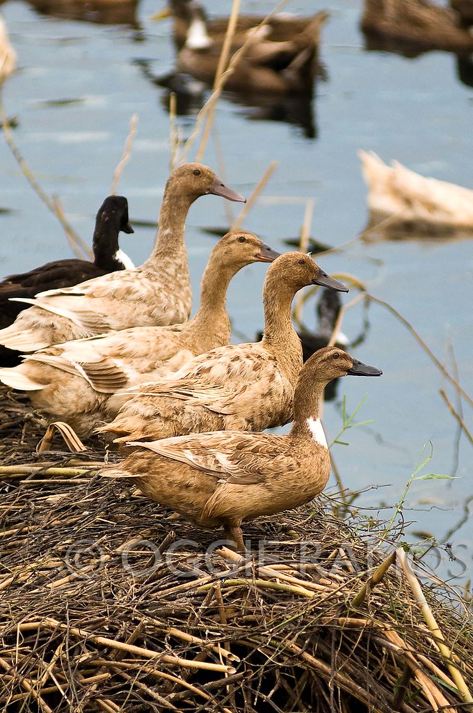 Candaba - Four Ducks in a Row