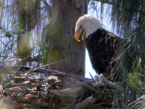 Eaglet and eagle 3-20110123