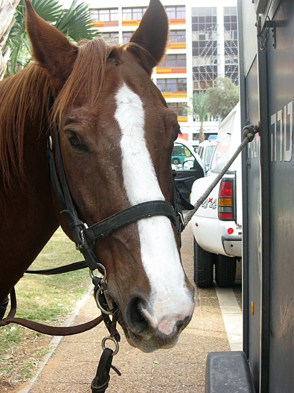 10-12-2010-horse