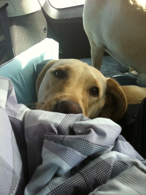 View of Bob in the back of the car with his head resting on a suitcase