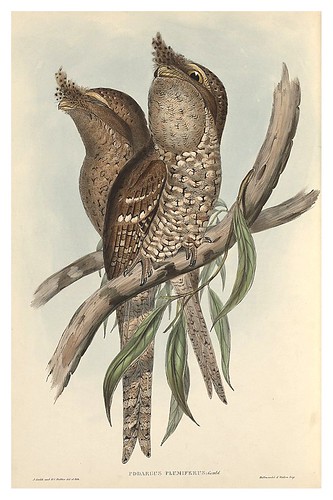 013-Podargus plumiferus-The Birds of Australia  1848-John Gould- National Library of Australia Digital Collections
