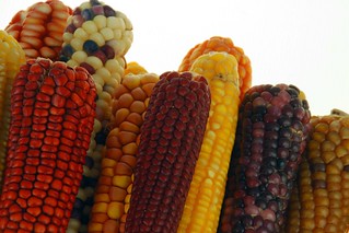 Maize diversity