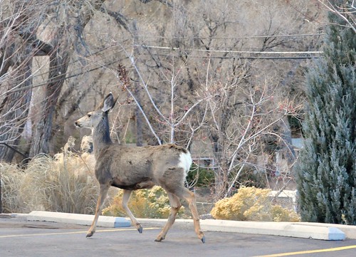 Colorado Springs - Deer