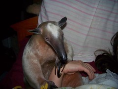 Anteater snuggle time