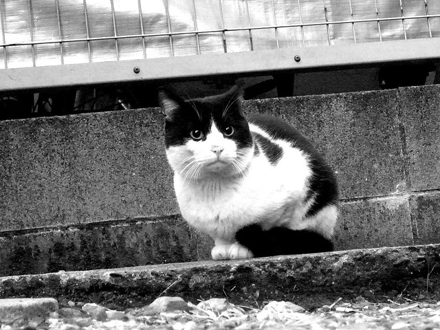 Today's Cat@2010-12-08