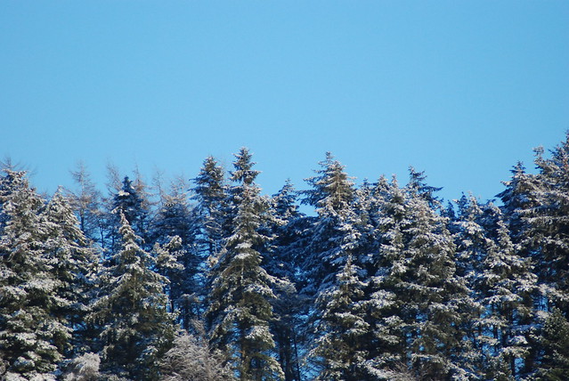 snow trees 2