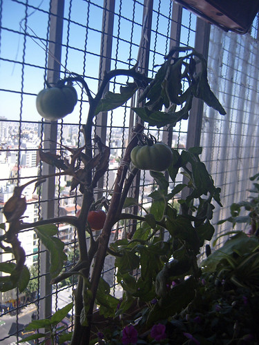 tomate III 