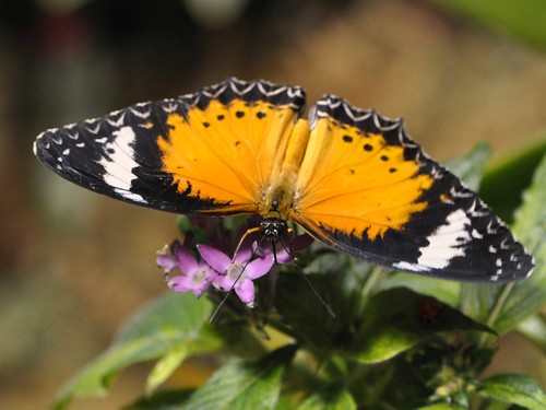 Leopard Lacewing top view... December 2010