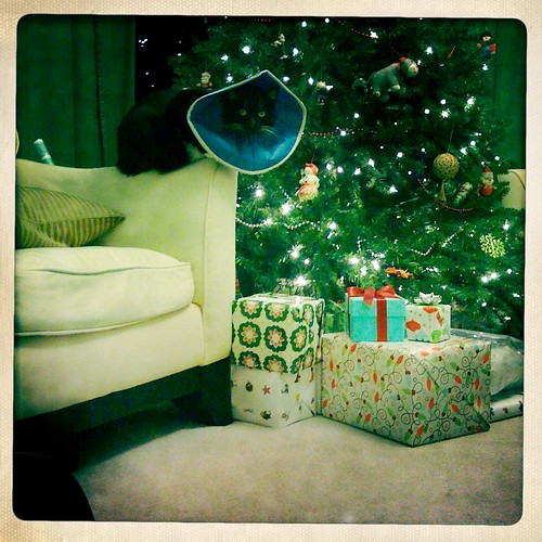 Fig Waits For Santa
