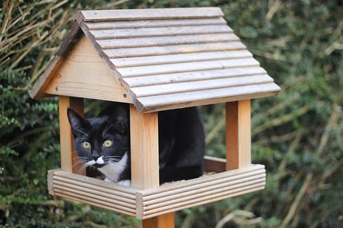 The cat in the (bird)house (2)