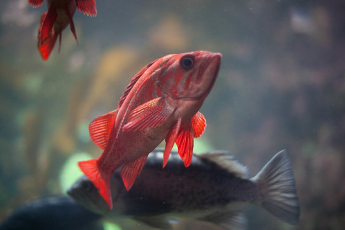 Grumpy red fish