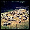 羊牧場