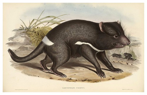 006-Diablo de Tasmania-The mammals of Australia 1863-John Gould- National Library of Australia Digital Collections