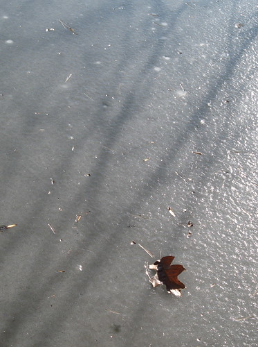 Leaf and tree shadows on the ice