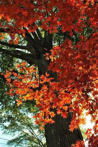 フリー写真素材|自然・風景|樹木|カエデ科|カエデ・モミジ|紅葉|アメリカ合衆国|