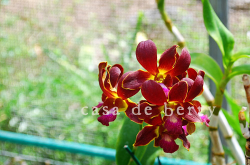 orchids8 copy