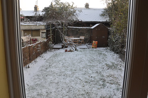 Our Frosty Backyard