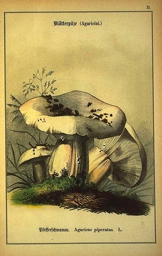 010-Allgemein verbreitete eßbare und schädliche Pilze 1876- Wilhelm von Ahles 
