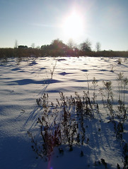 Prairie in winter