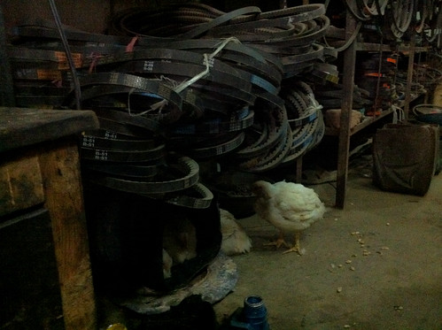 Chickens in the Hardware Store