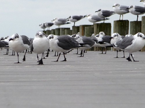 Seagulls on the pier at Sanders Beach Park