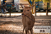 Iron chewing deer with captions
