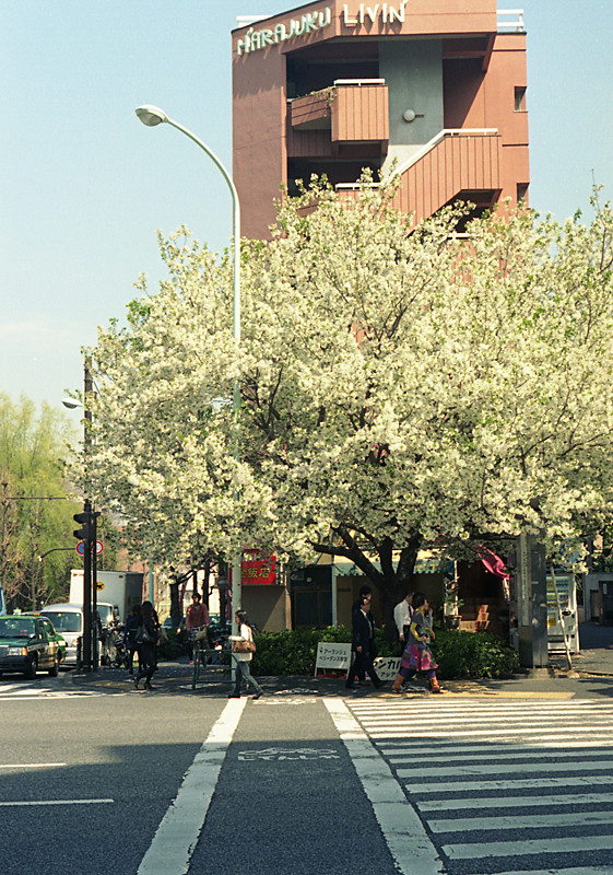 原宿桜2009