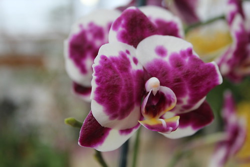 Tie Dyed Orchid?