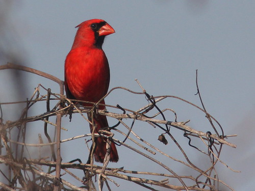 Northern Cardinal male 20110120