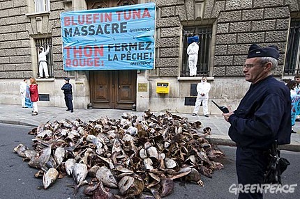 Greenpeace: la protesta a Parigi contro il massacro e l'estinzione del tonno rosso
