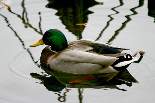 duck 8