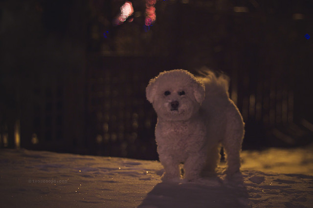 snow puppy 340/365