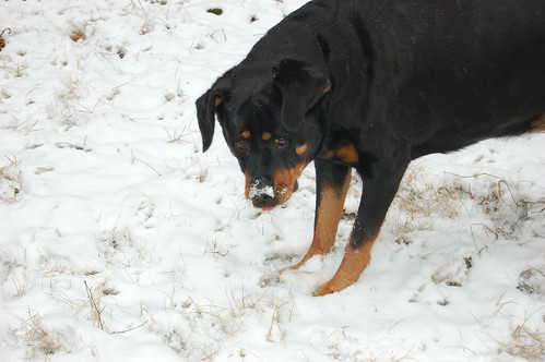 Lulu in the Snow