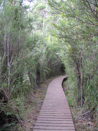You couldn't step off this boardwalk and disappear into the shrubs, much too dense for that.