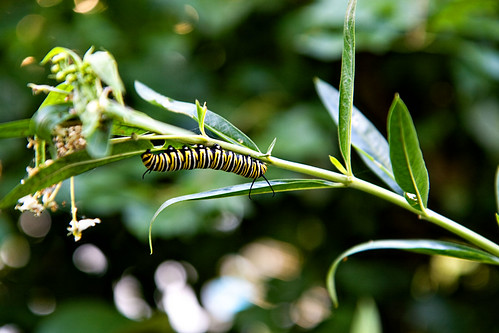 caterpillar3