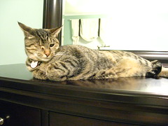 Maggie stretched out on the dresser