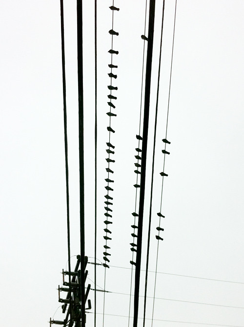 bird silhouettes on power lines, Ketchikan, Alaska