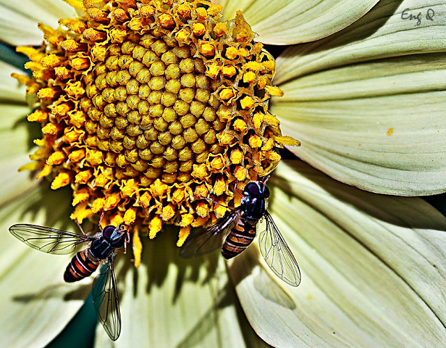 two hoverfly