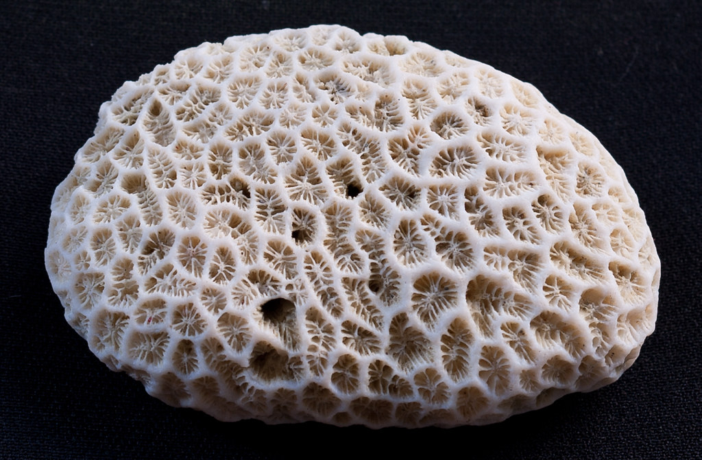 A coral pebble from a beach in the Whitsunday Islands, Australia.
