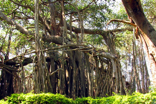 Big Banyan Tree