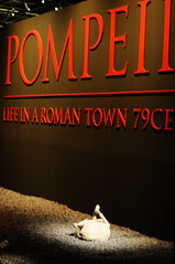 Pompeii: Life in a Roman Town 79CE