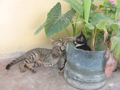 Cat and Kitten_4522