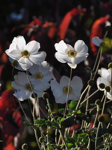 Anemone japonica with dogwood bokeh... sunlight and shadow in the garden... November, 2010