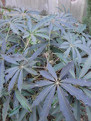 Shefflera taiwaniana cold foliage