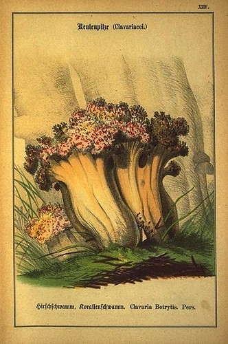 002-Allgemein verbreitete eßbare und schädliche Pilze 1876- Wilhelm von Ahles 