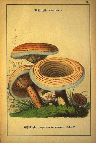 009-Allgemein verbreitete eßbare und schädliche Pilze 1876- Wilhelm von Ahles 