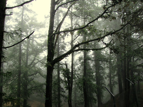 フリー写真素材|自然・風景|樹木|森林|霧・霞|