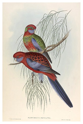 030-Periquitos banderin-The Birds of Australia  1848-John Gould- National Library of Australia Digital Collections