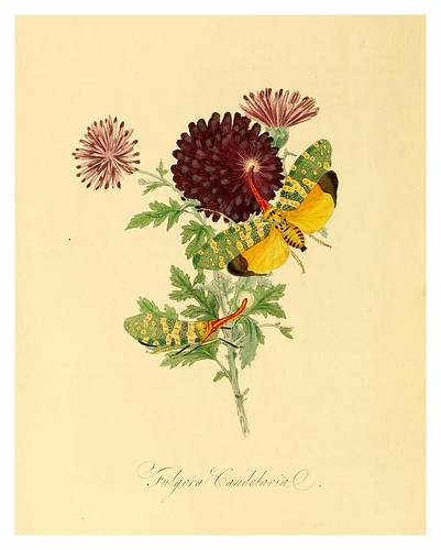 003-Fulgora Candelarial-Natural history of the insects of China…1842- Edward Donovan